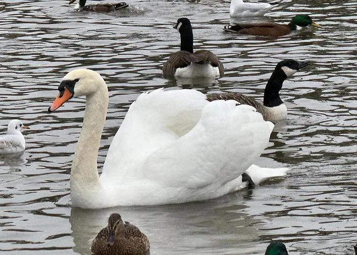 Guest house King-bed En-suite Windermere